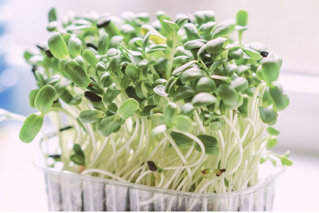 Growing Microgreens At Home