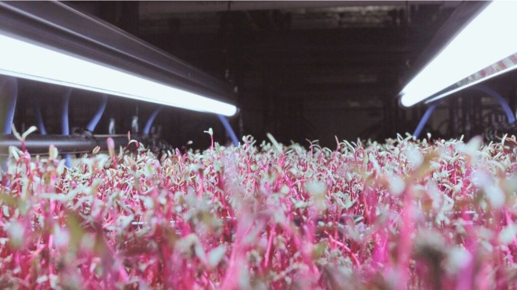growing microgreens at home